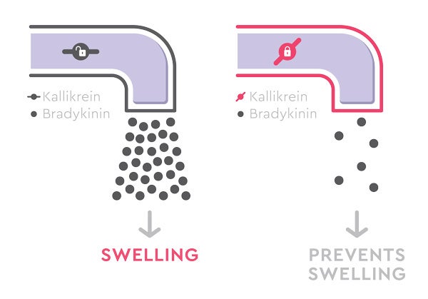 Kallikrein. Bradykinin. Swelling. Prevents swelling.